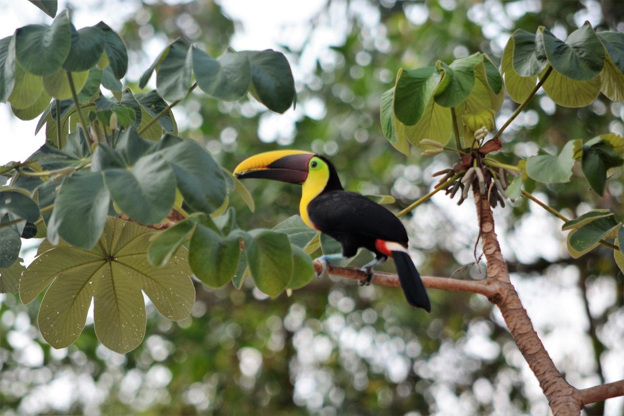 Casa Del Toucan Доминикал Екстериор снимка